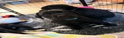 Labrador Retriever dogs for sale: LABRADOR RETRIEVER–HEALTH TESTED, FULLY VACCINATED - Advert 11