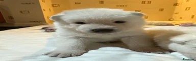Japanese Akita Inu 2