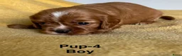 Cavalier King Charles Spaniel dogs for sale: Choc & Tan carriers - CKC Spaniel Puppies - Advert 19