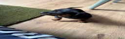 Dachshund dogs for sale: Standard kc Dachshund puppys  in Halifax - Advert 4