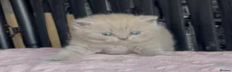 British Shorthair cats for sale: Beautiful Pedigree BSH kittens for sale  - Advert 3