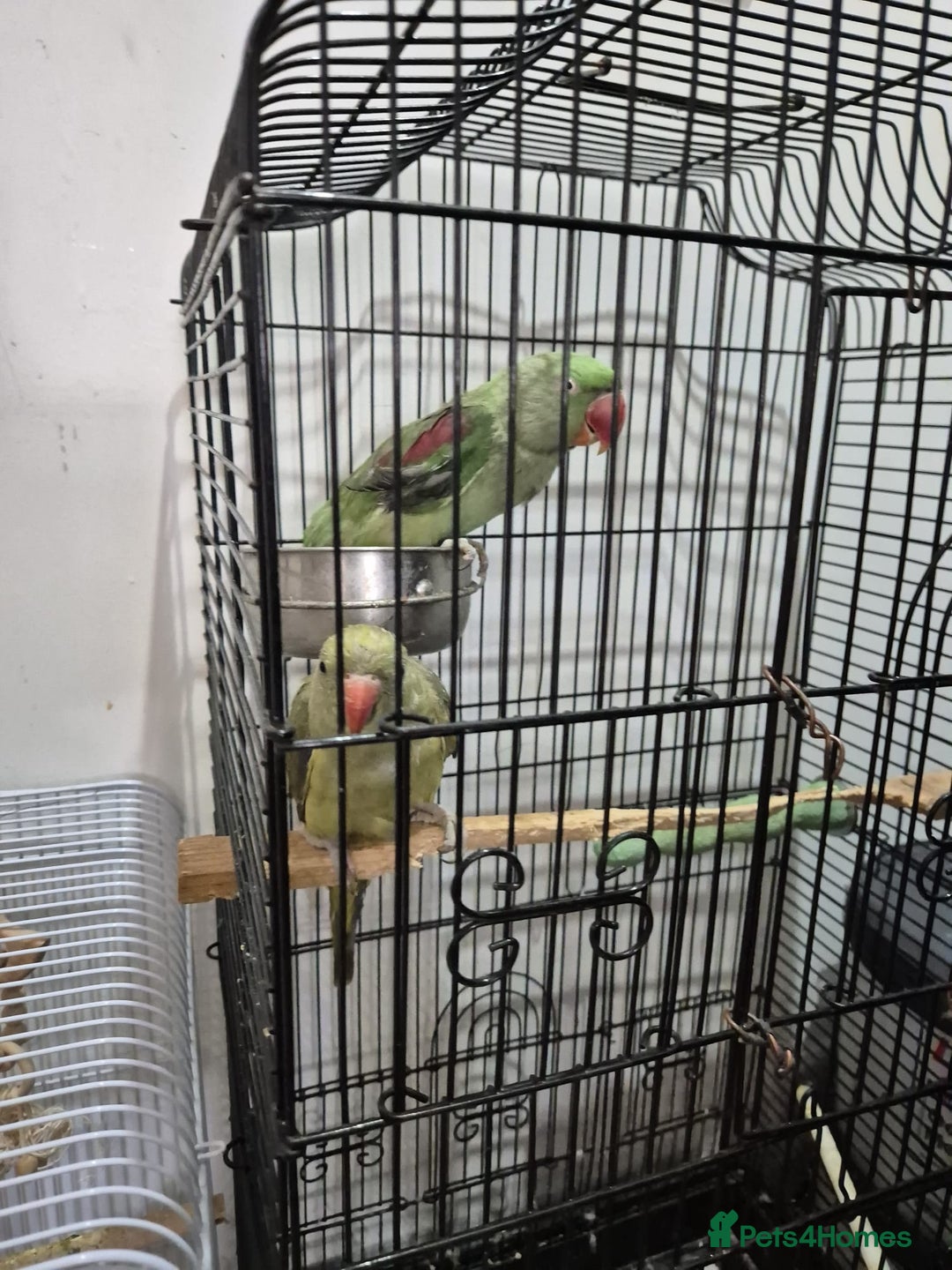 Budgerigars birds for sale: Budgies  - Image 9