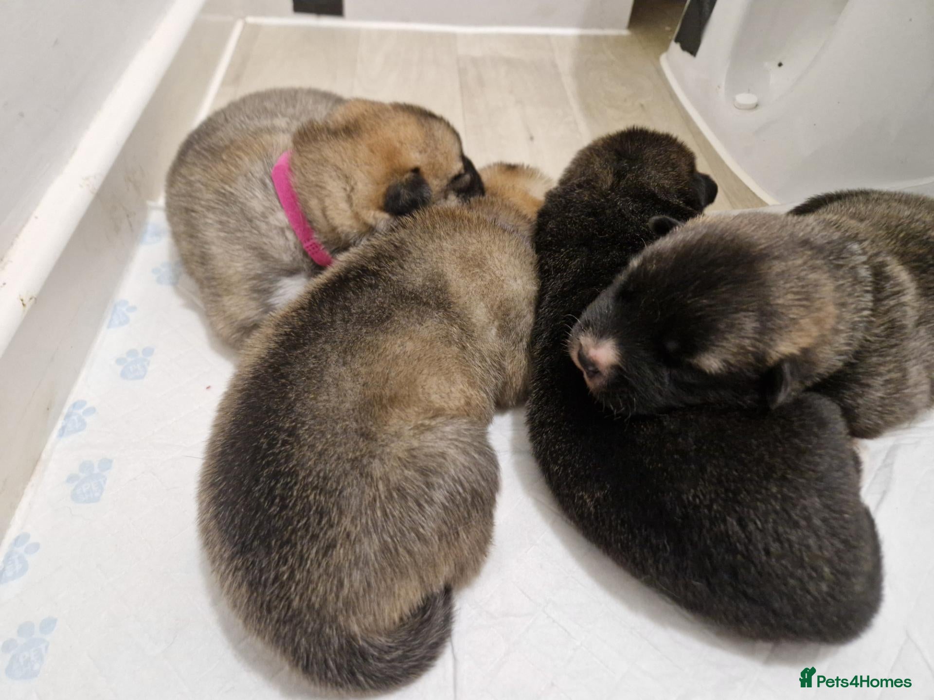 Mixed Breed dogs Akita × alaskan malamute puppies - Advert 1