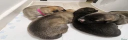 Mixed Breed dogs for sale: Akita × alaskan malamute puppies in Coalville - Advert 1