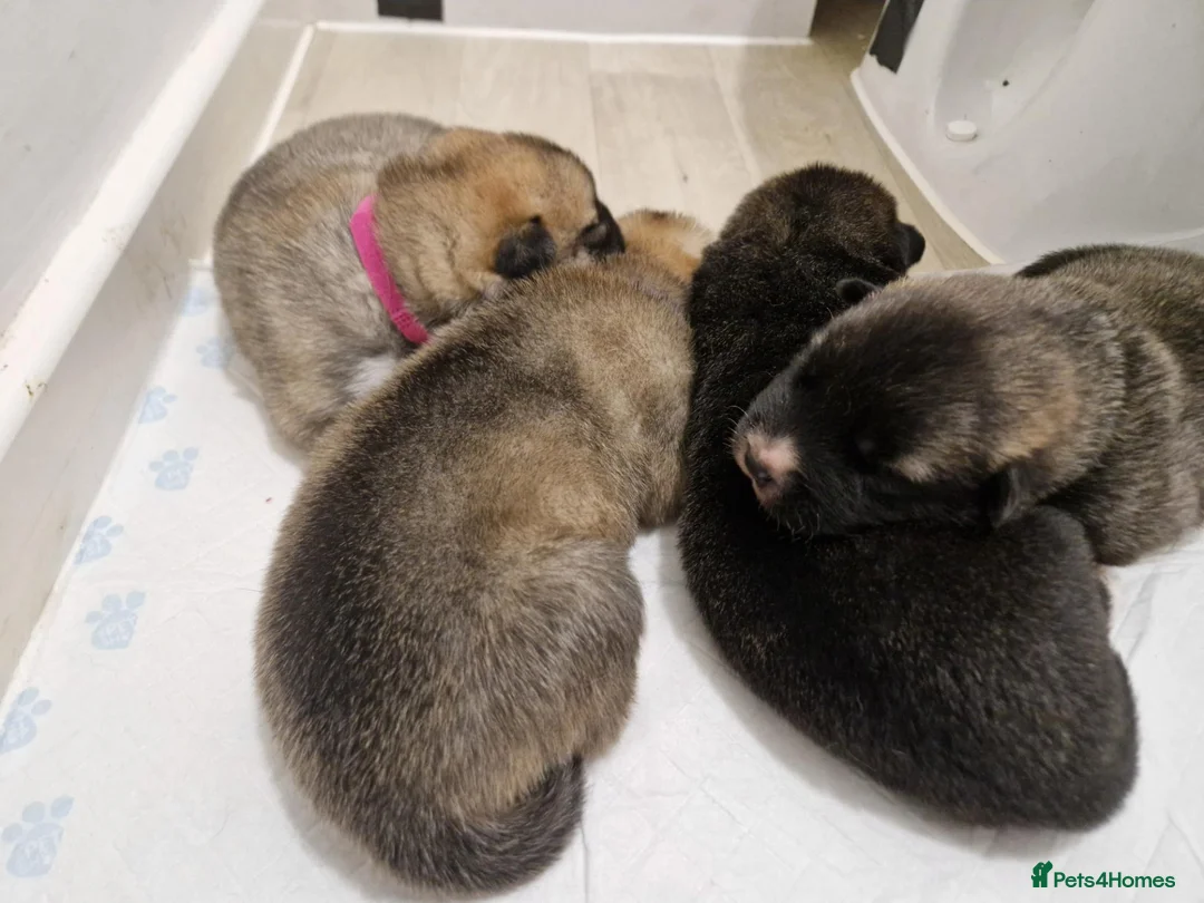 Mixed Breed dogs for sale: Akita × alaskan malamute puppies in Coalville - Advert 1