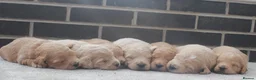 Mini Goldendoodle dogs for sale: Beautiful F1 Goldendoodles - Advert 3