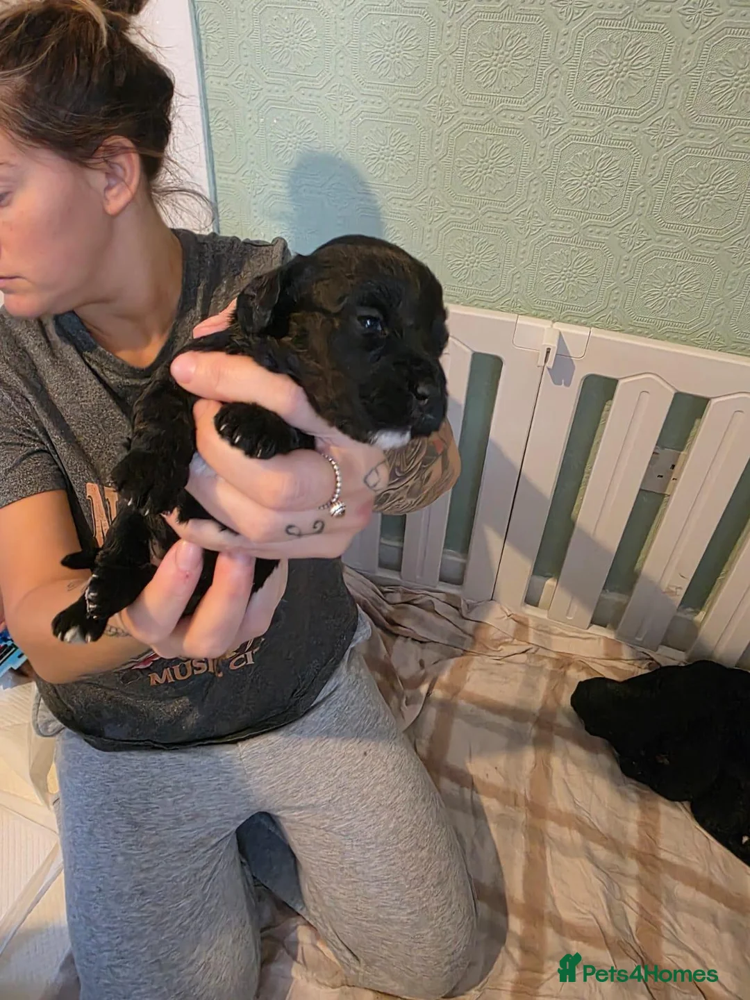 Cockapoo dogs for sale: Cockapoo pups in Widnes - Advert 11