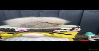 Mini Lion Lop rabbits - Advert 1