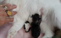 British Shorthair cats for sale: for sale 2 cheeky little monkeys  - Image 2