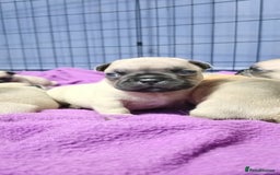 French Bulldog dogs for sale: Standard KC french bulldog litter.  - Image 9