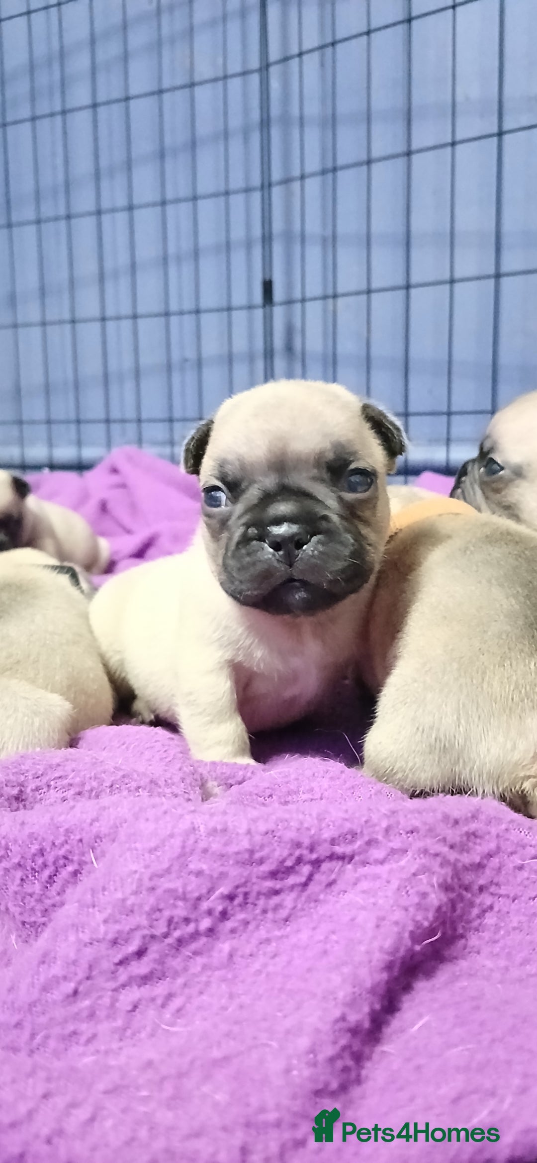 French Bulldog dogs for sale: Standard KC french bulldog litter.  - Image 9