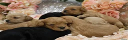 Cavapoo dogs for sale: *HEALTH TESTED*Cavapoo Puppies 5*LICENSED BREEDER* - Advert 4