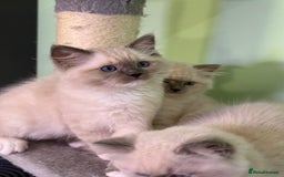 Ragdoll cats for sale: WORLD BEATIFUL RAGDOLL KITTEN/FIFe - Image 36