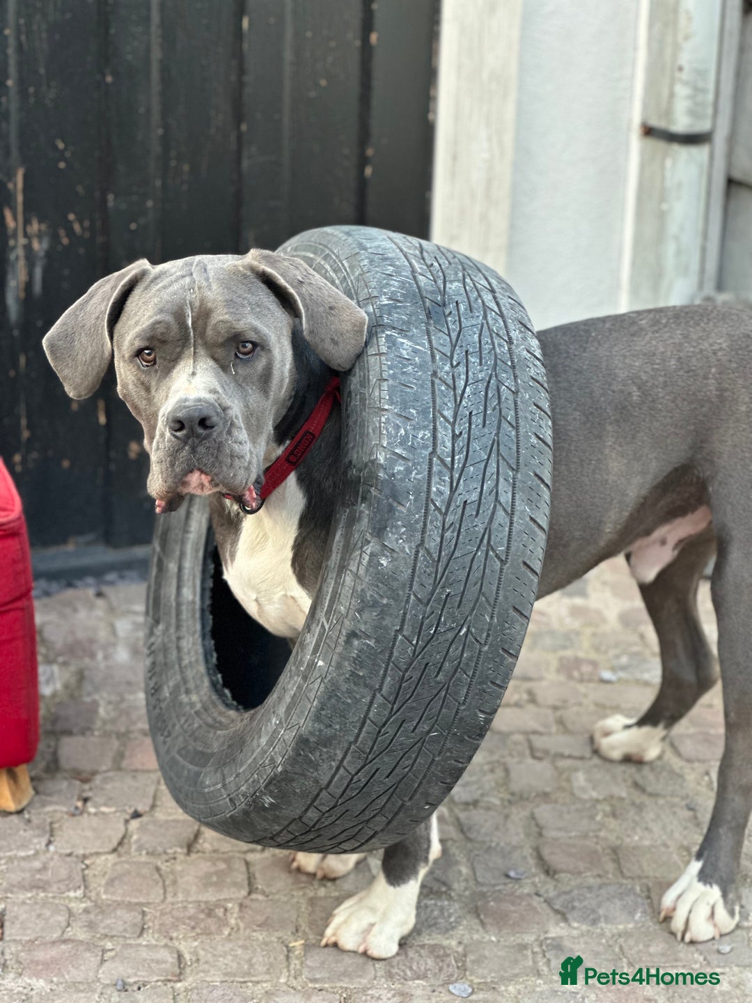 Mastiff dogs for sale: Mastiff dog ( Buddy )  - Advert 8