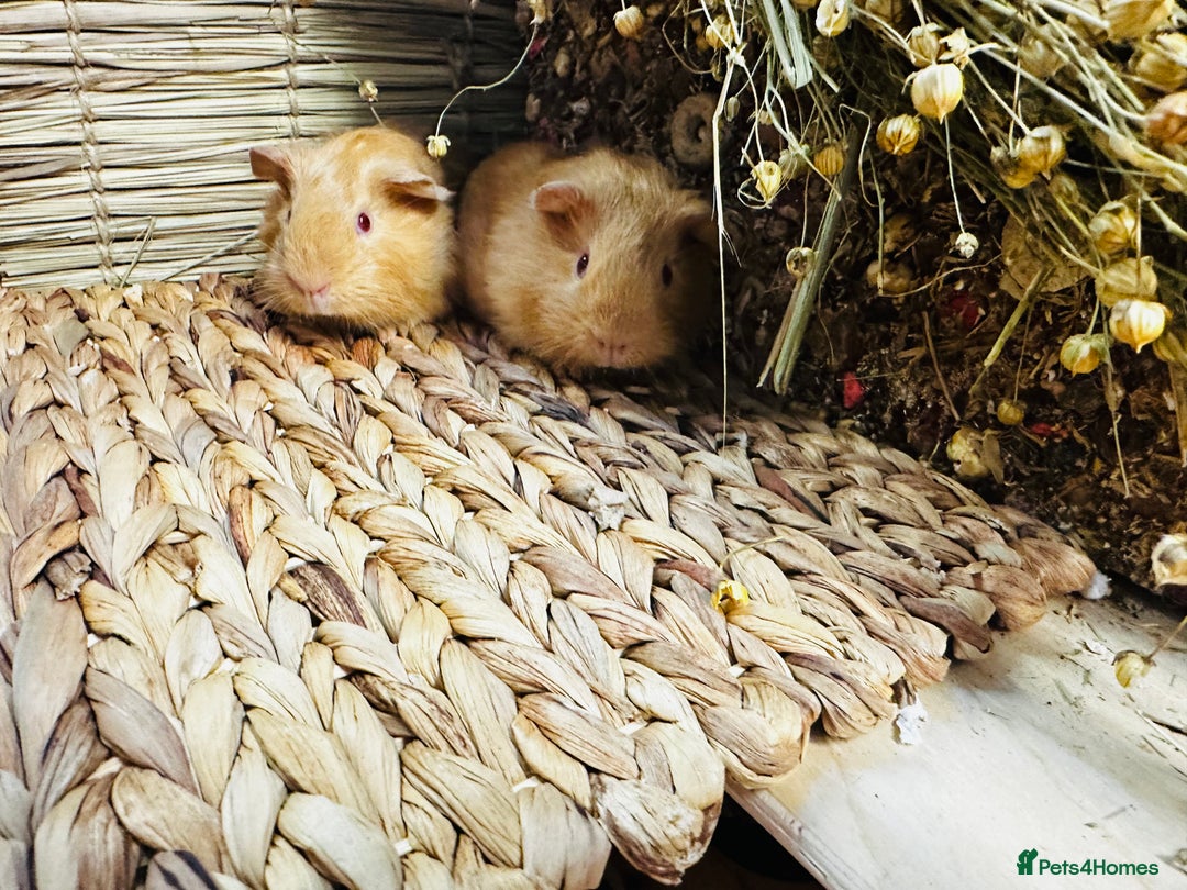 Guinea Pig rodents for sale: Friendly well handled baby guinea pigs  - Image 7