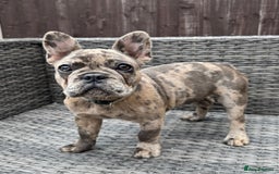 French Bulldog dogs for sale: French Bulldog Puppies with 3 Vaccines Included in Walton-on-Thames - Image 35