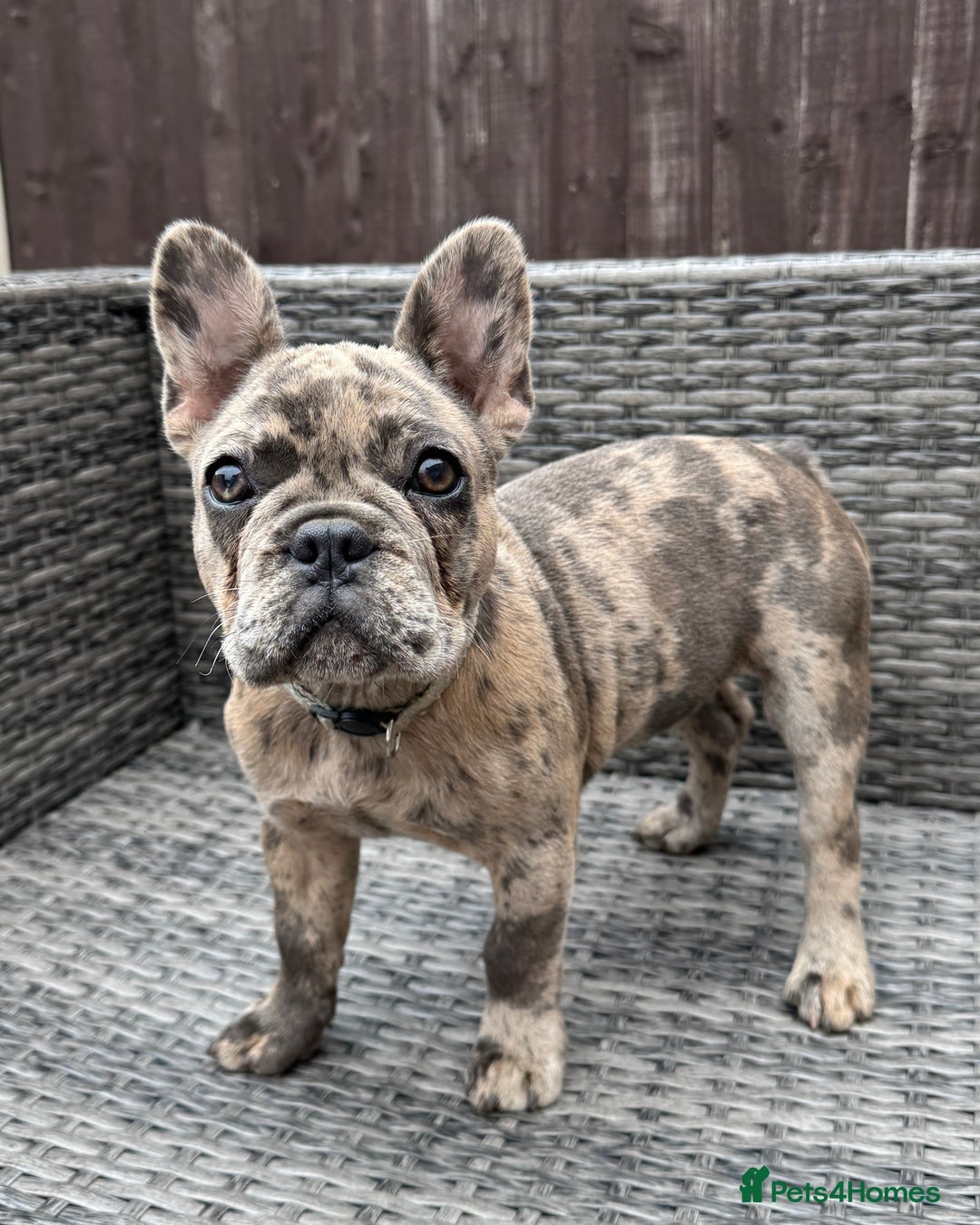 French Bulldog dogs for sale: French Bulldog Puppies with 3 Vaccines Included in Walton-on-Thames - Image 35