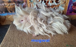 Guinea Pig rodents for sale: Lunkarya guinea pigs in Mablethorpe - Image 3