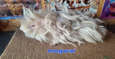 Guinea Pig rodents in Mablethorpe - Advert 12
