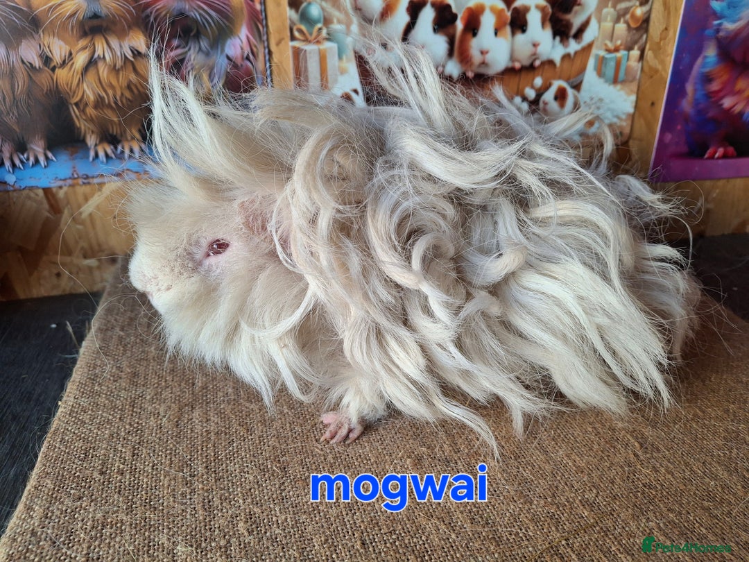 Guinea Pig rodents for sale: Lunkarya guinea pigs in Mablethorpe - Image 3