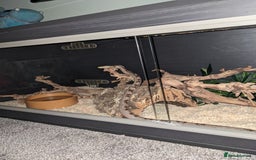Corn Snake reptiles for sale: Adult Female Corn Snake For Sale - Image 6