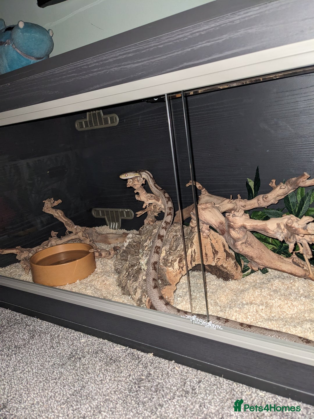 Corn Snake reptiles for sale: Adult Female Corn Snake For Sale - Image 6