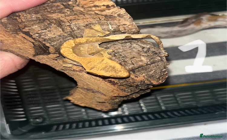 Gecko reptiles - Advert 1