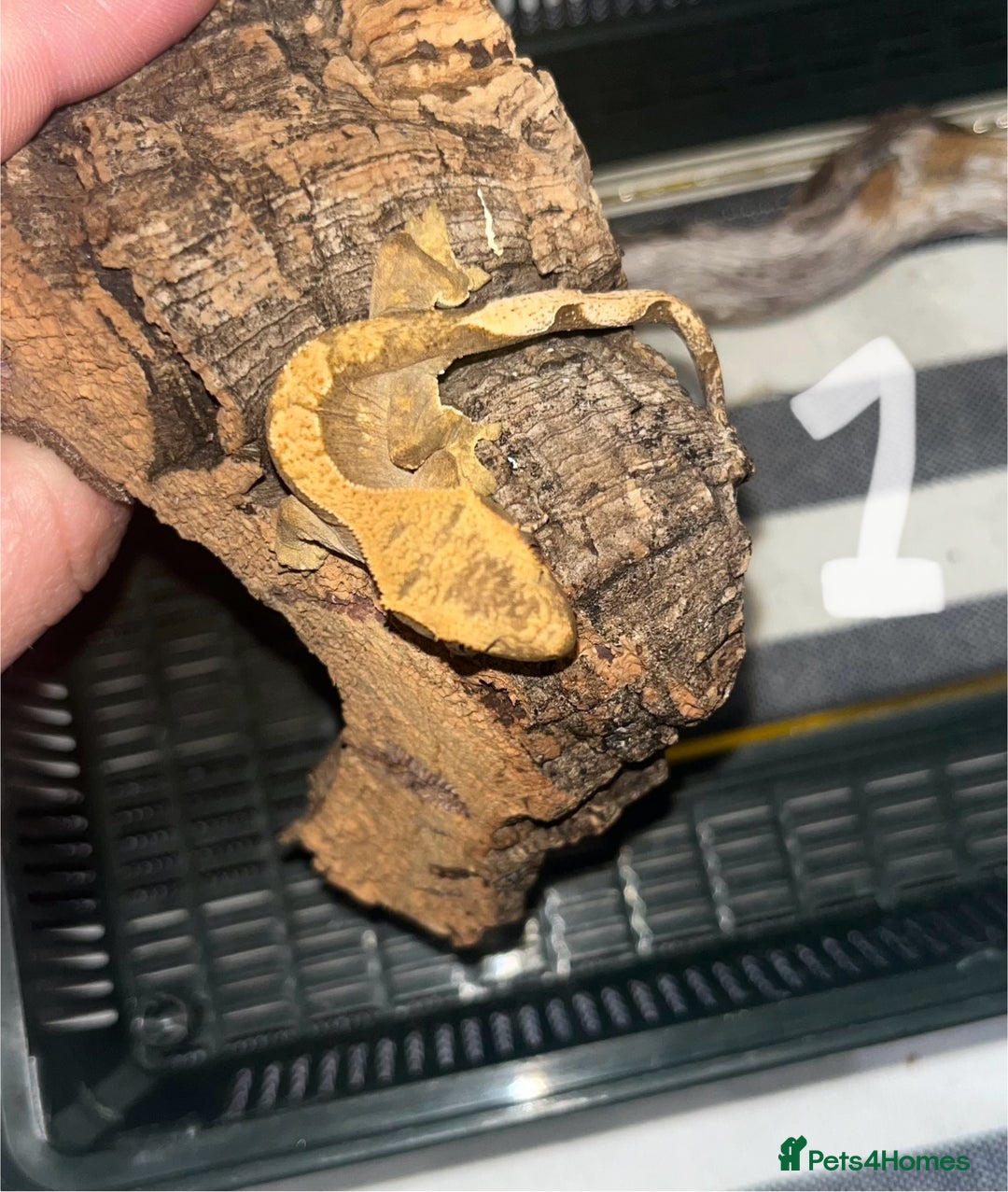 Gecko reptiles for sale: Baby crested geckos  - Image 1