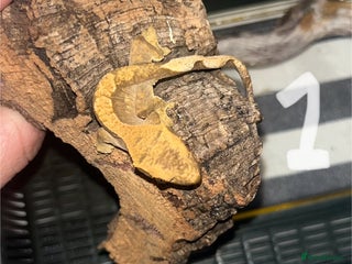 Gecko reptiles - Advert 27