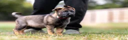 German Shepherd dogs for sale: Top working line KC GSD pups  - Advert 12
