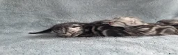 British Shorthair cats for sale: Show quality GCCF Silver Tabbies  in Rochester - Advert 7