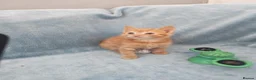 Mixed Breed cats for sale: Beautiful Kittens Videos in Barnsley - Advert 31
