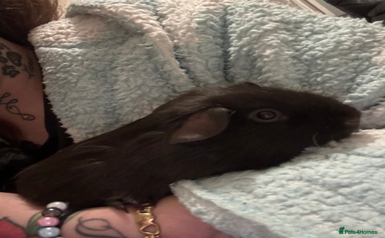 Guinea Pig rodents - Advert 2