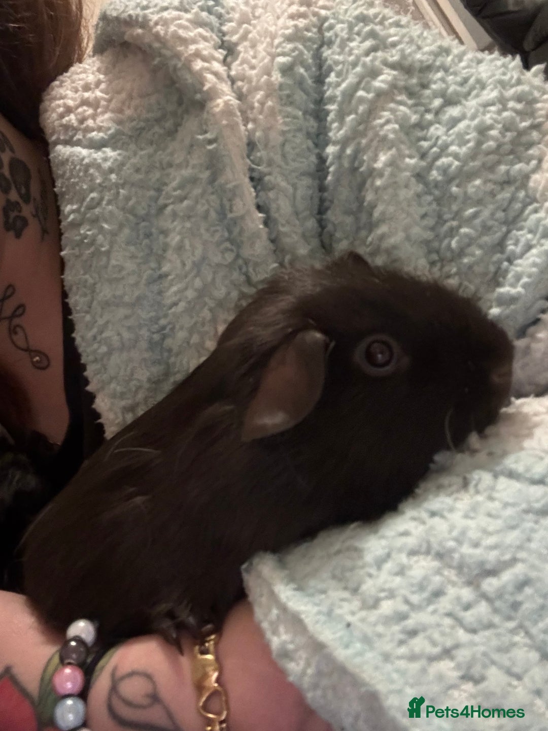 Guinea Pig rodents for sale: Male guinea pig  - Image 1