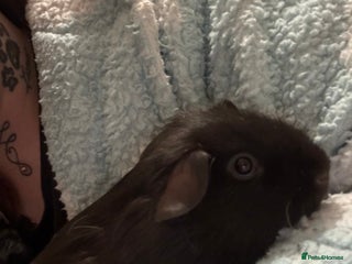 Guinea Pig rodents - Advert 3