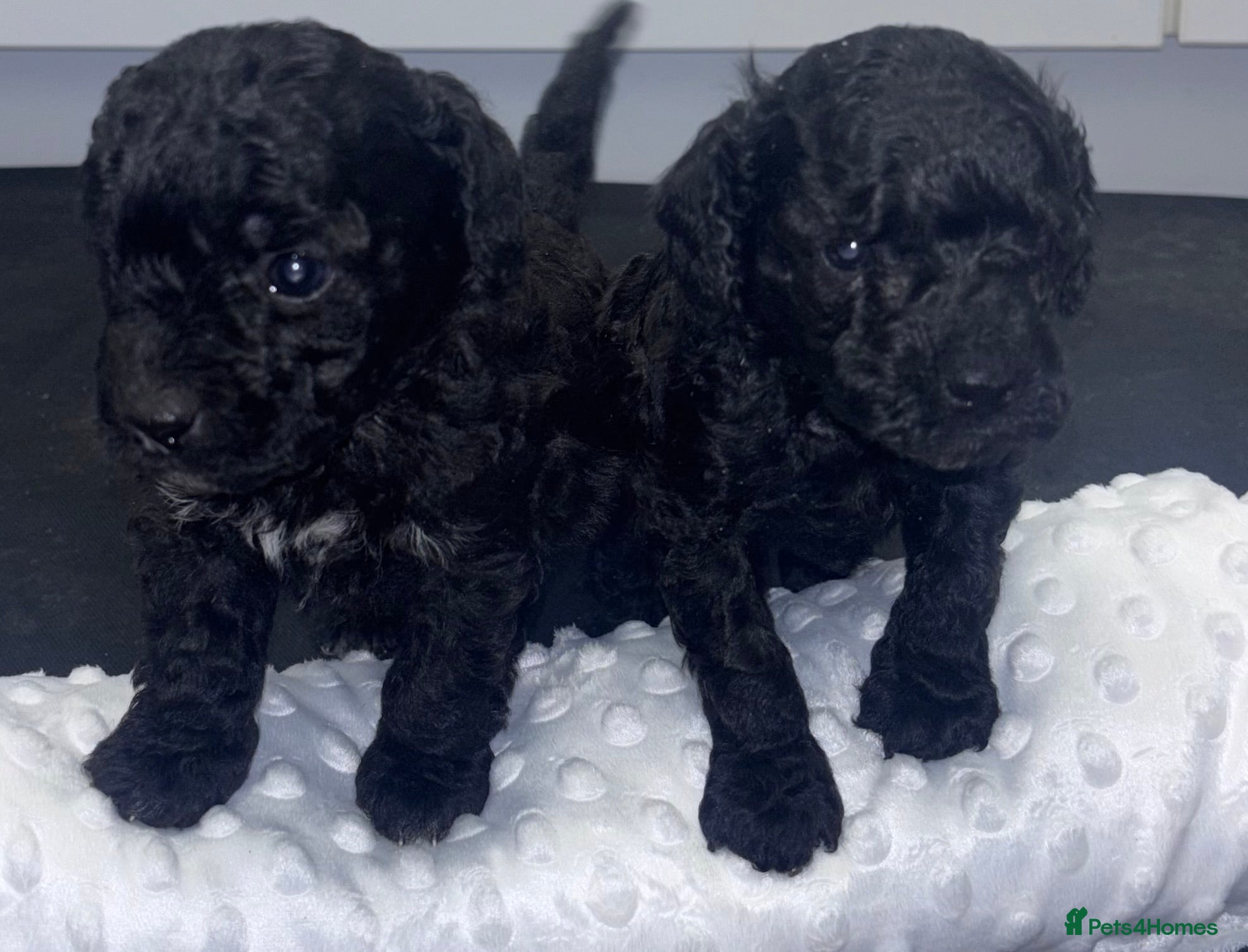 Toy Poodle dogs Adorable Toy Poodle puppies  - Advert 3