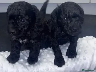 Toy Poodle dogs Adorable Toy Poodle puppies - Advert 18