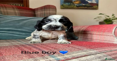 Cocker Spaniel dogs - Advert 6