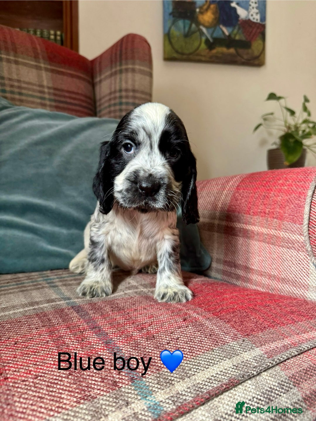Cocker Spaniel dogs for sale: Health tested, show type, cocker spaniel puppies! - Image 2