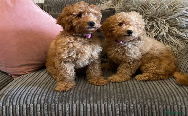Miniature Poodle dogs - Advert 4