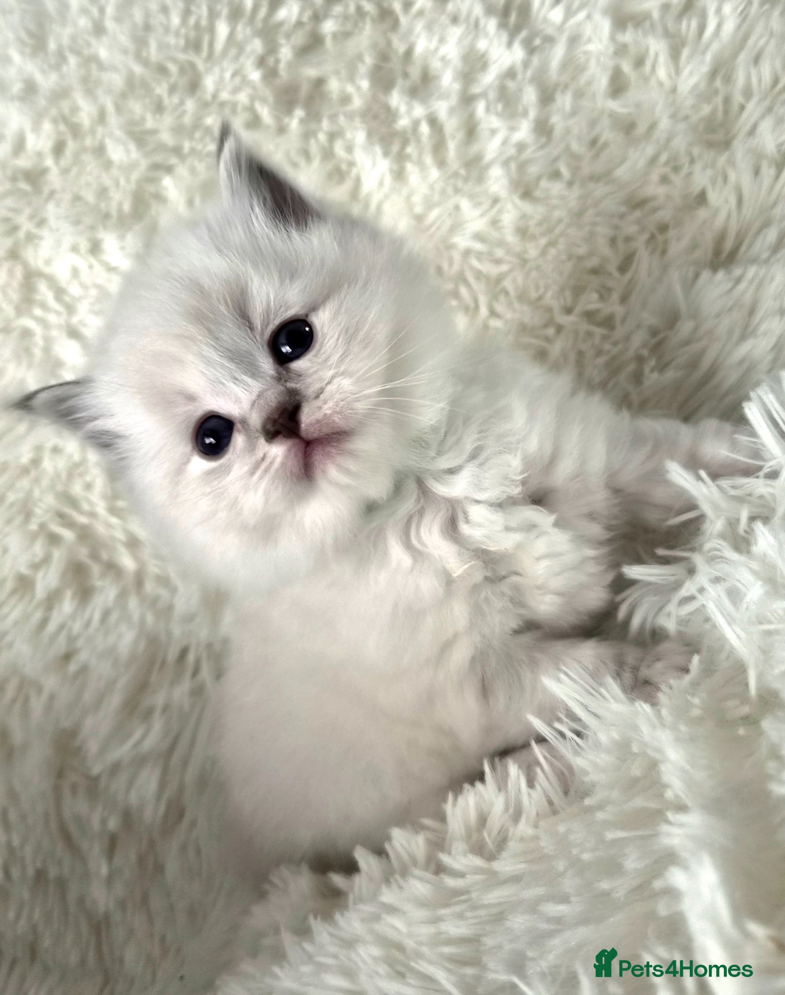 Ragdoll cats Pure Breed Ragdoll Kittens 😸 ♥️  - Advert 2