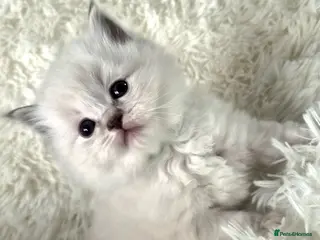 Ragdoll cats Pure Breed Ragdoll Kittens 😸 ♥️ - Advert 2