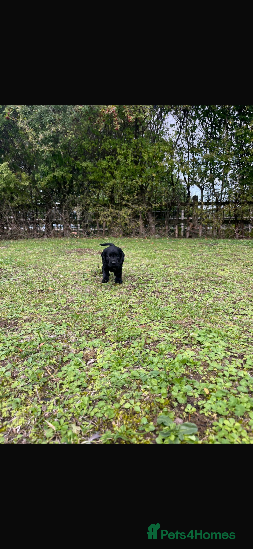 Cocker Spaniel dogs for sale: Working Cocker Spaniel Puppies - Image 9