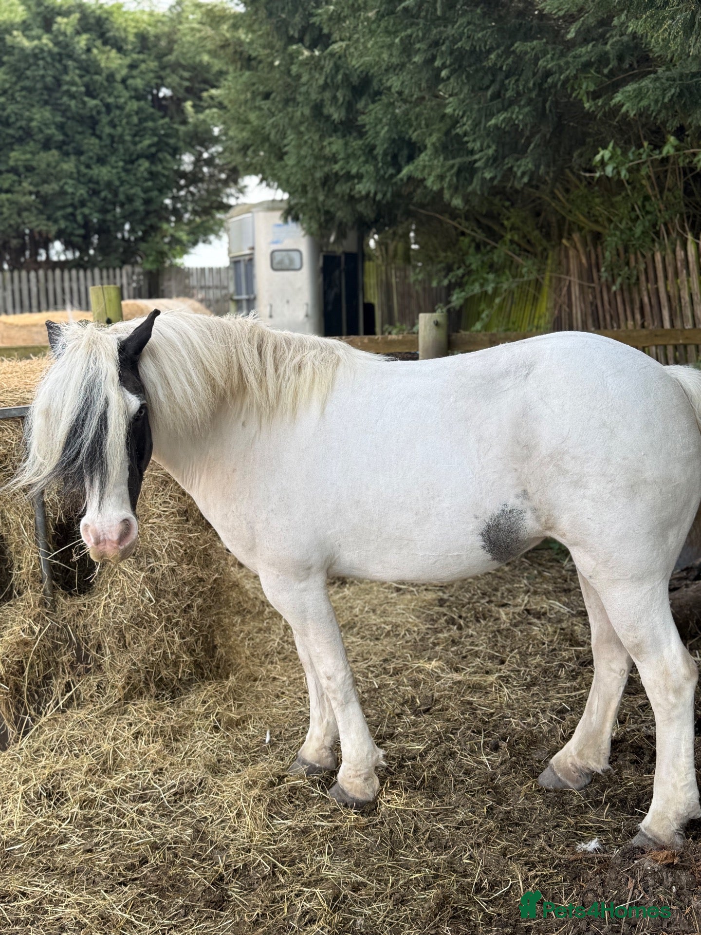 Irish Cob horses Sweet Poppet  - Advert 1