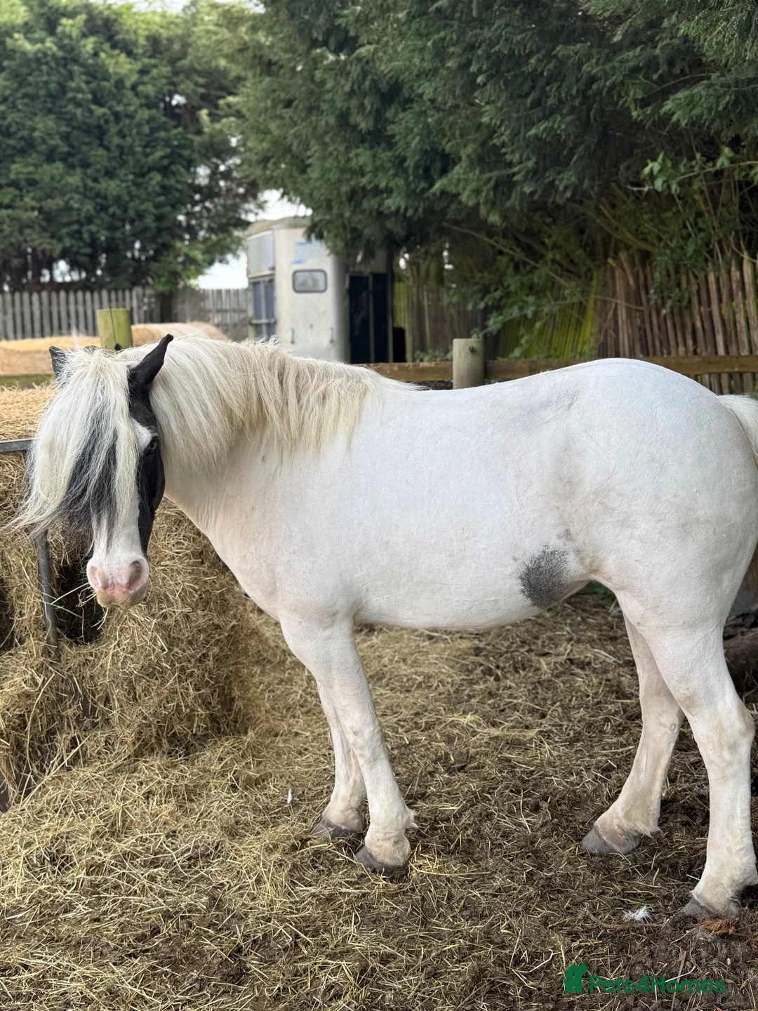 Irish Cob horses for sale: Sweet Poppet  - Advert 1