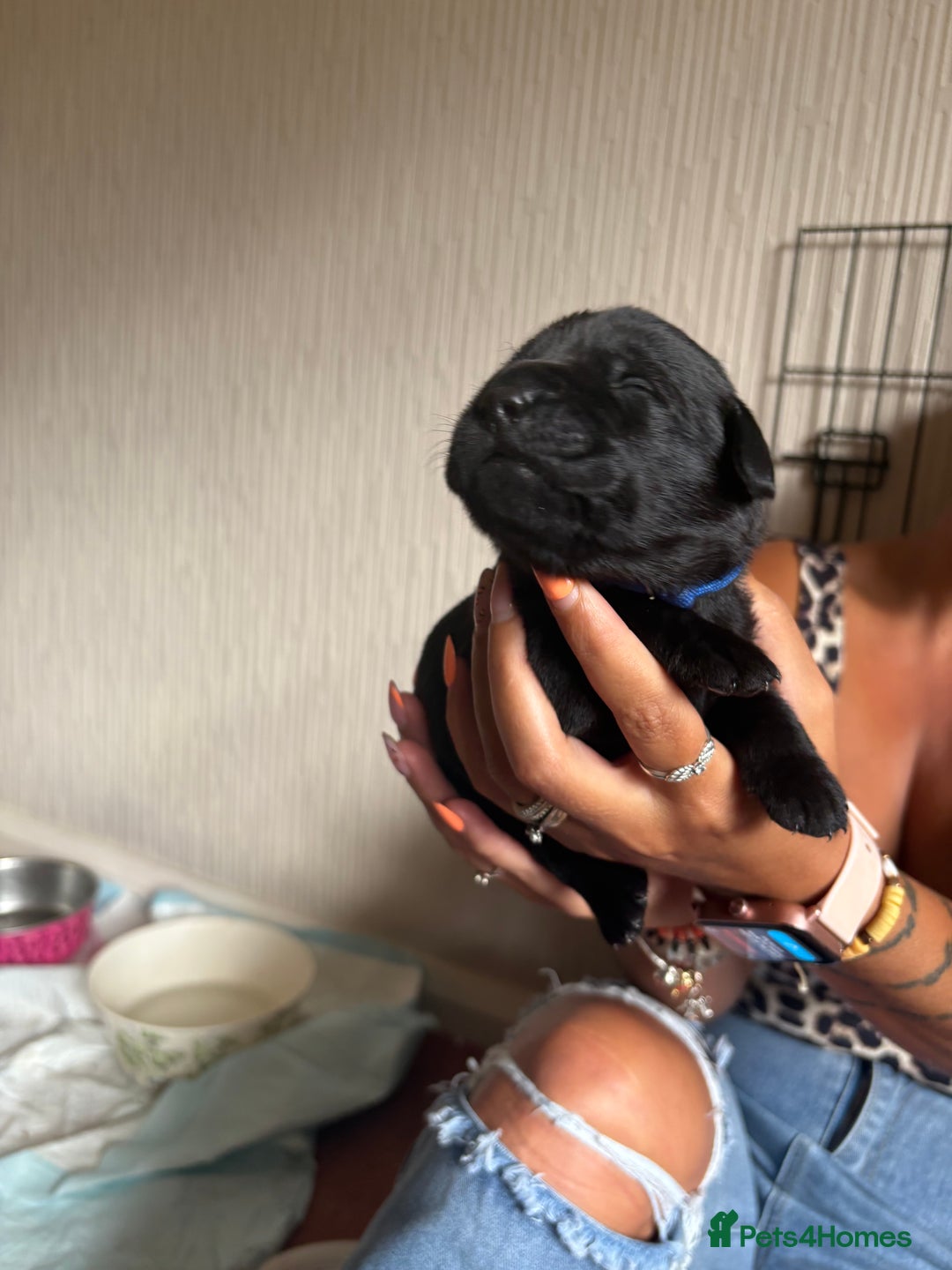 Labrador Retriever dogs for sale: Chunky Black Labrador puppies  - Image 16