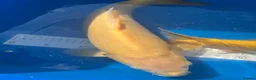 Koi Carp fish for sale: Japanese koi carp for sale  - Advert 3