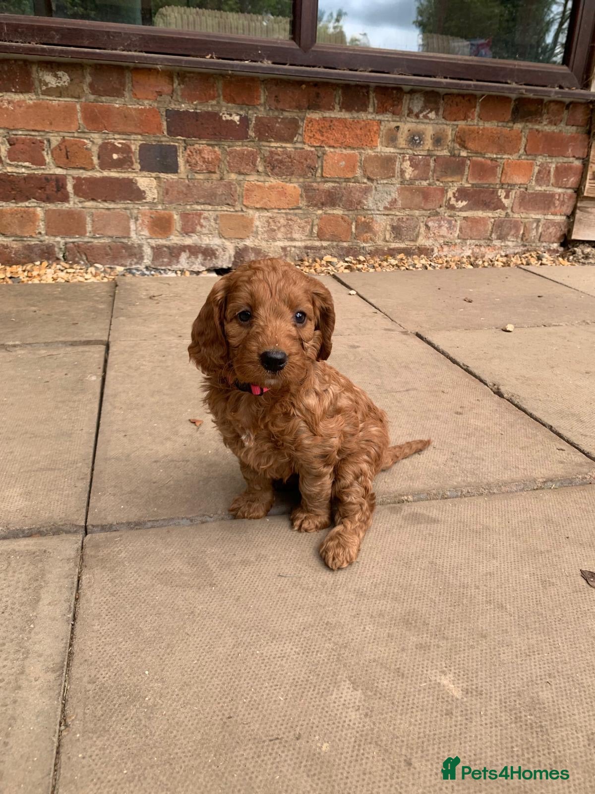 Cockapoo dogs Fox red cockerpoos  - Advert 1