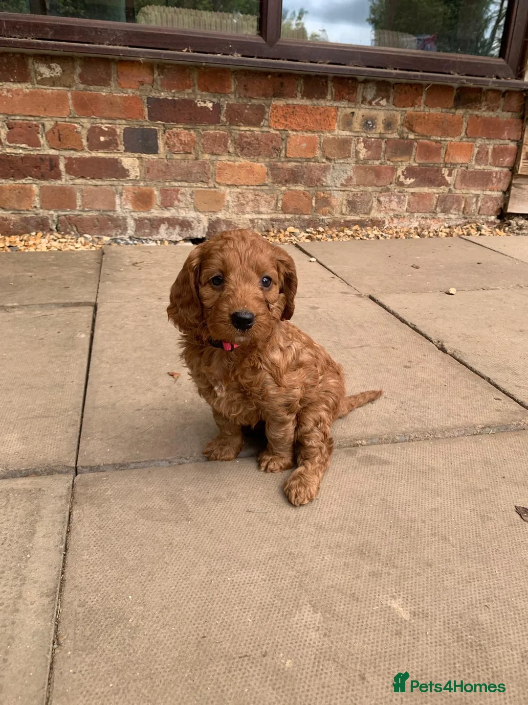 Cockapoo dogs for sale: Fox red cockerpoos  in Newtown - Advert 1