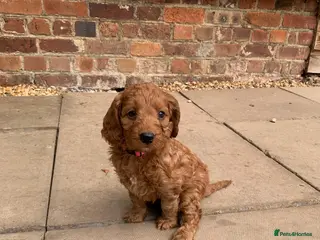Cockapoo dogs Fox red cockapoo - Advert 11